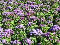 Ageratum / Ageratum houstonianum